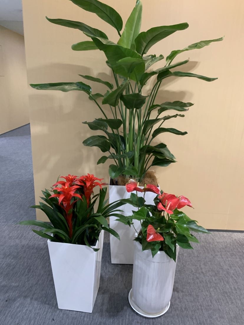 上海景观改造植物销售租赁